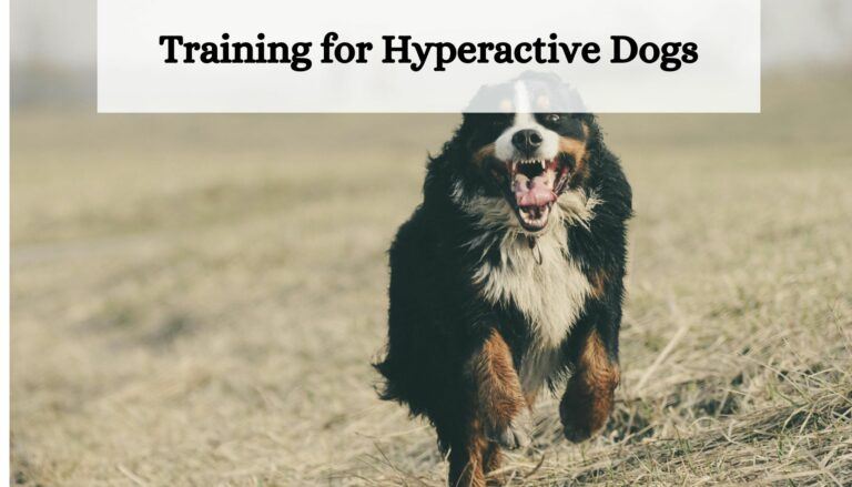 Training for Hyperactive Dogs: Effective Strategies to Manage High Energy