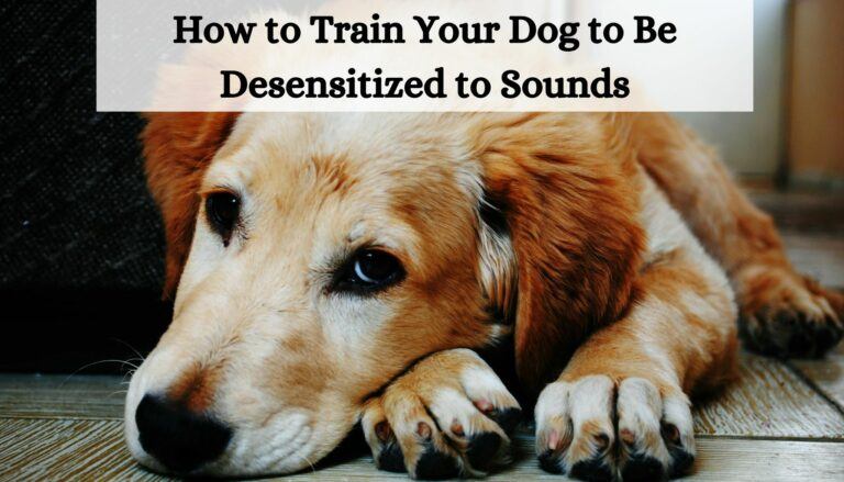 How to Train Your Dog to Be Desensitized to Sounds