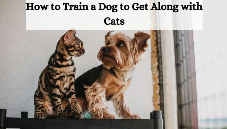 How to Train a Dog to Get Along with Cats: A Step-By-Step Guide