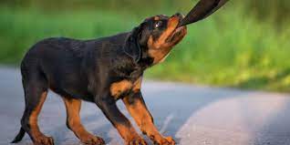Effective Training Techniques for Stubborn Dogs