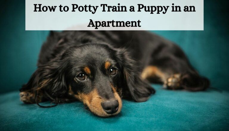 How to Potty Train a Puppy in an Apartment