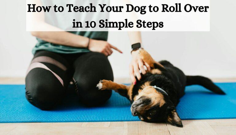 How to Teach Your Dog to Roll Over