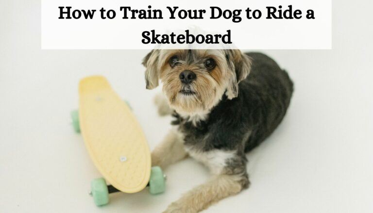 How to Train Your Dog to Ride a Skateboard