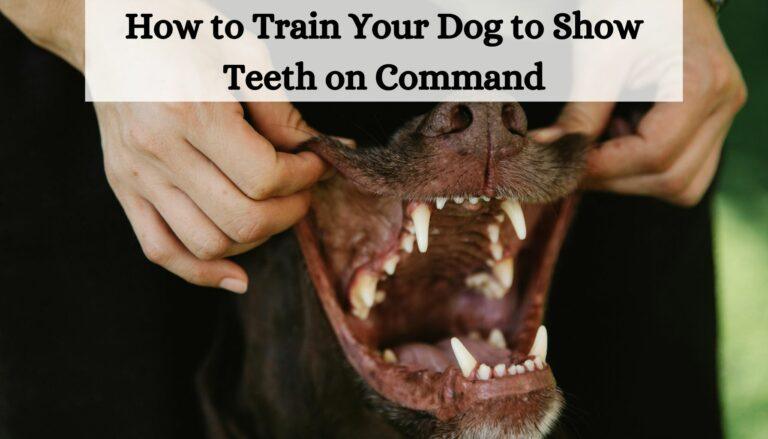 How to Train Your Dog to Show Teeth on Command