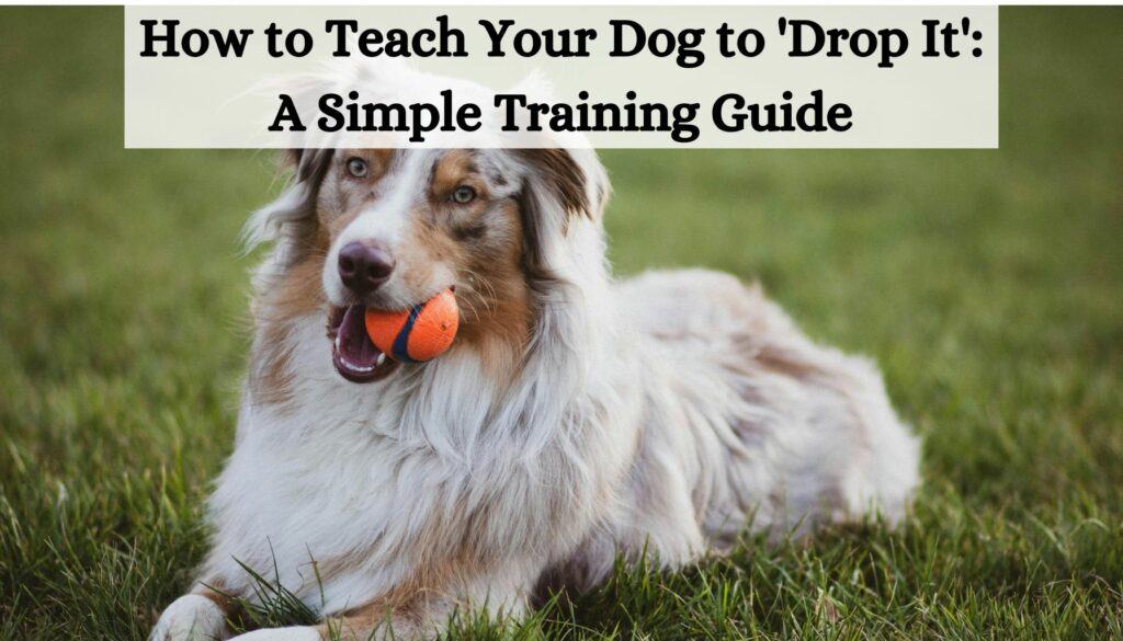 How to Teach Your Dog to 'Drop It': A Simple Training Guide