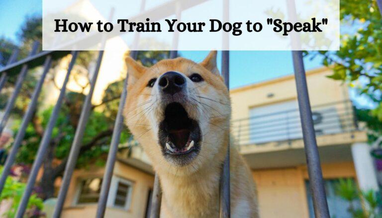 How to Train Your Dog to "Speak"