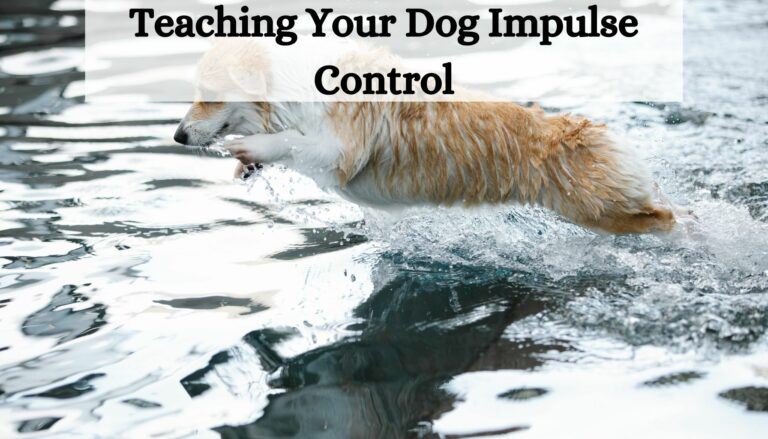 Teaching Your Dog Impulse Control