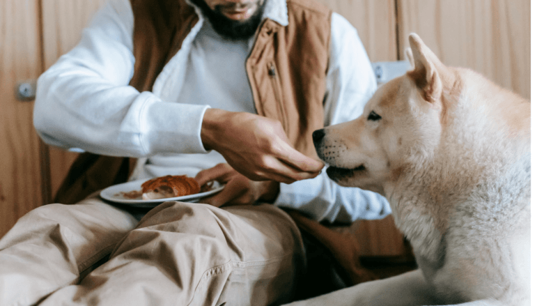 What You Should Not Feed to Dogs: A Handy Chart