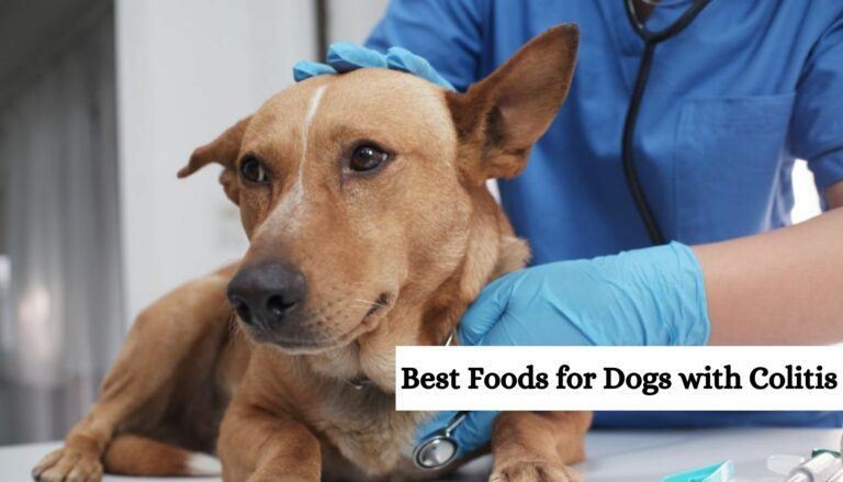 Best Foods for Dogs with Colitis