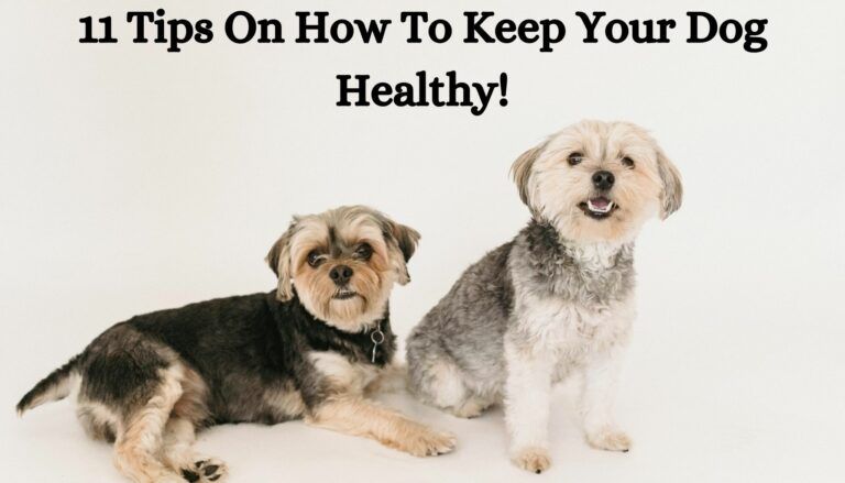 11 tips on how to keep your dog healthy!