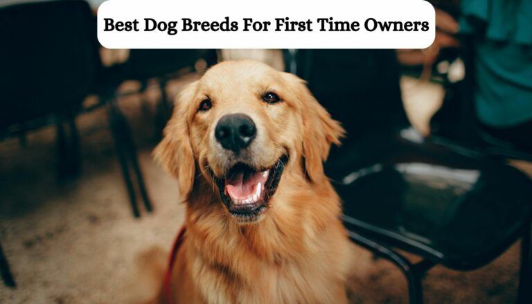 Top 15 Best Dog Breeds For First Time Owners!