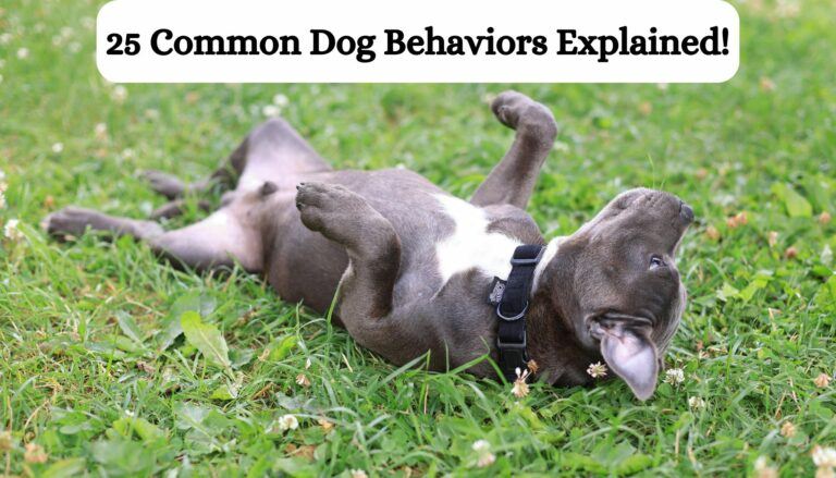 25 Common Dog Behaviors Explained!