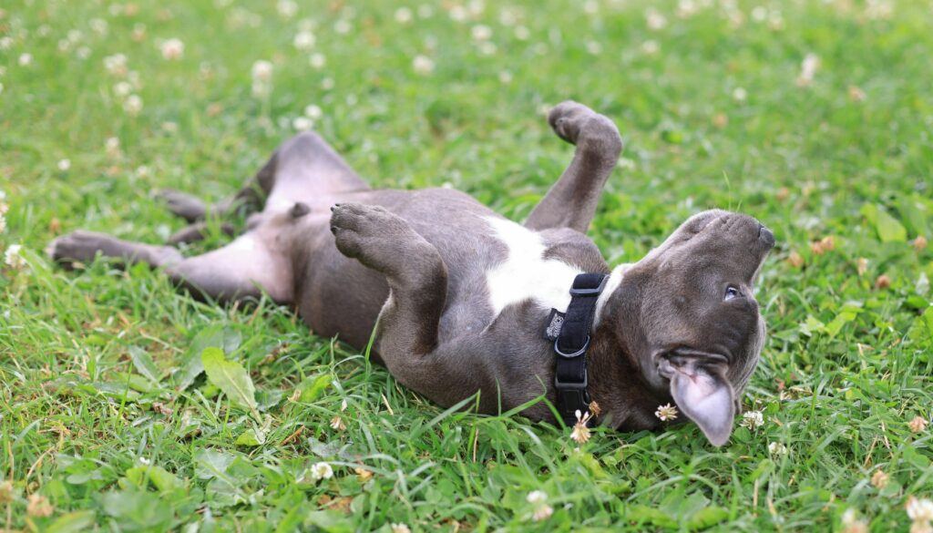 Dog Behaviors explained