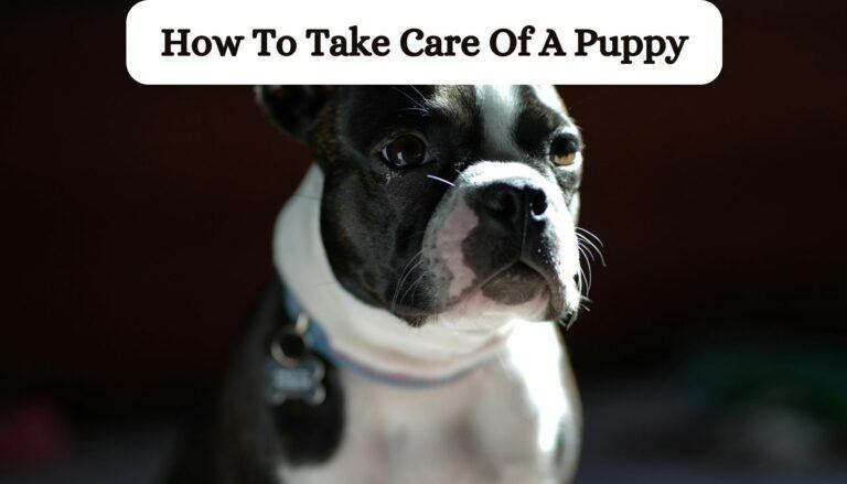 how to take care of a puppy