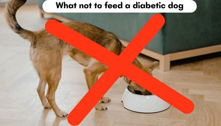 What Not to Feed a Diabetic Dog: Expert Advice