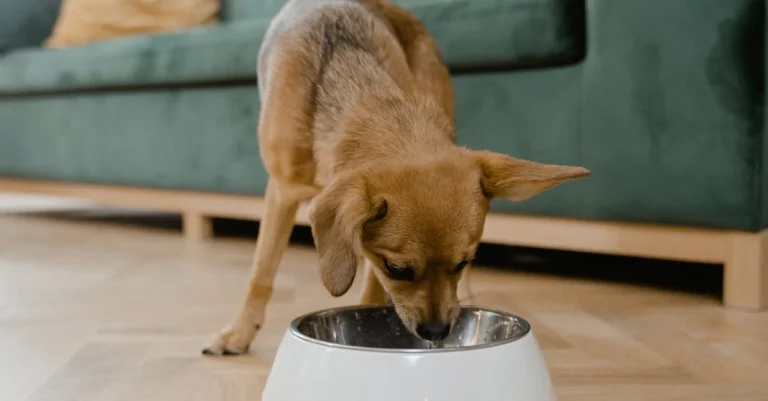 dog eating
