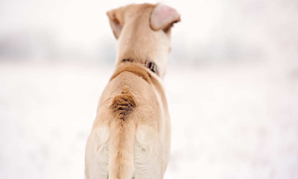 rasied hackles on dog